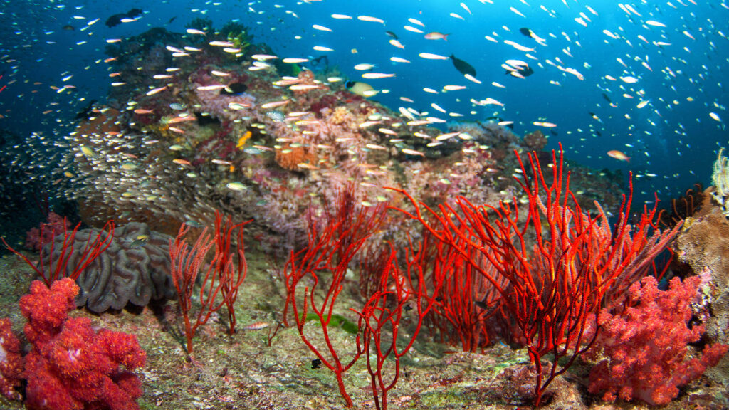 Thai Snorkeling in the Similan Islands